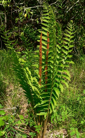 {Osmundastrum cinnamomeum}